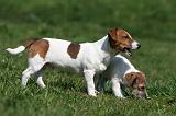 JACK RUSSEL 099